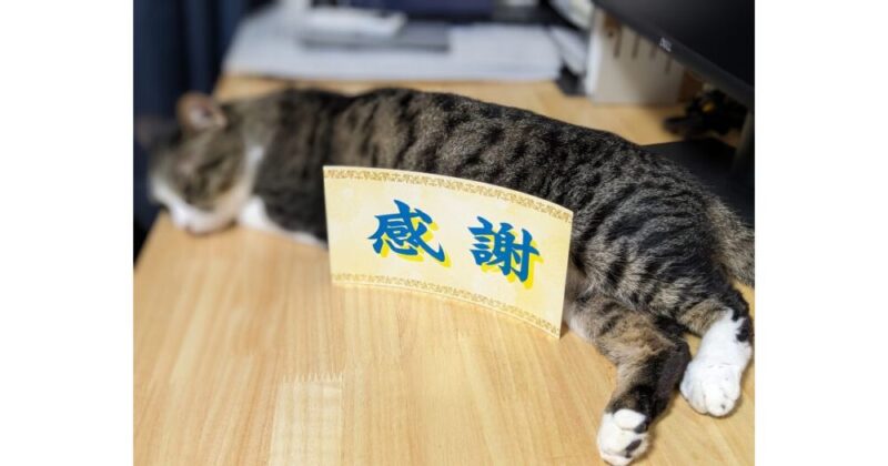 猫に感謝